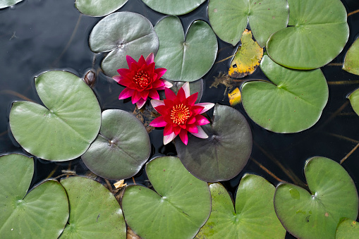 Wild red flowers of a white water lily in a water of pond.