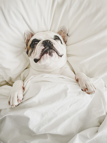 Frenchie dog sleeping on bed under duvet like a human