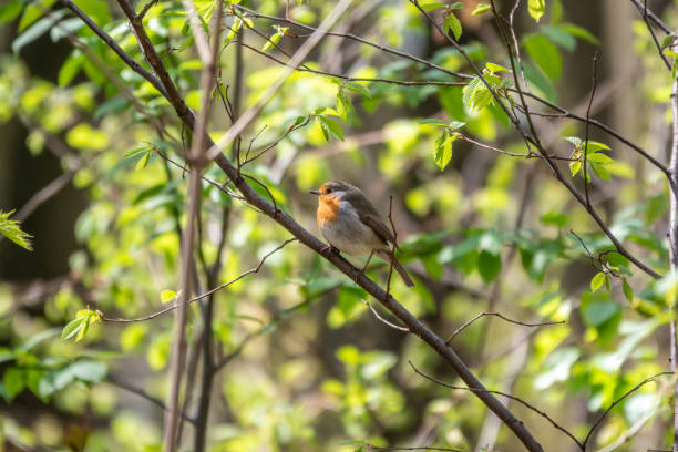 istock European Robin, Erithacus rubecula, song bird sits on tree in the spring forest or park 1342978534