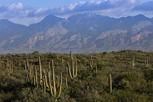 After wettest summer monsoon July on record, iconic sagauro cactus of Saguaro National Park in Tucson are surrounded by shades of green. August 19, 2021.