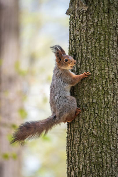istock The squirrel sits on a tree trunk in the spring. Eurasian red squirrel 1342978598