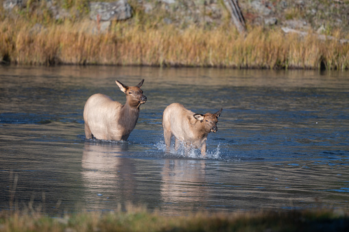 Elk cow (female) and calf crossing Madison river is Yellowstone National Park. This is in western Yellowstone near the town of West Yellowstone. Larger nearby cities are Bozeman and Billings, Montana in western USA.