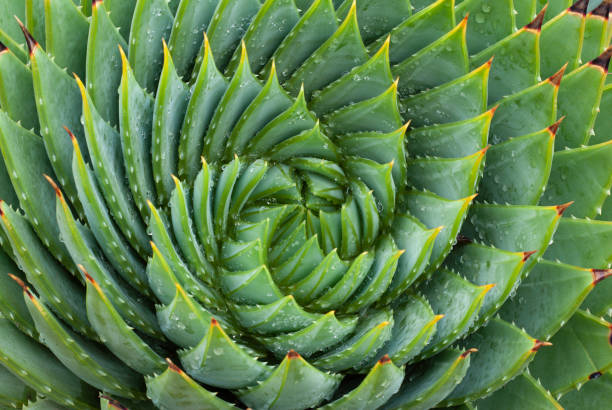 istock Closeup Aloe Vera Plant 1342978802