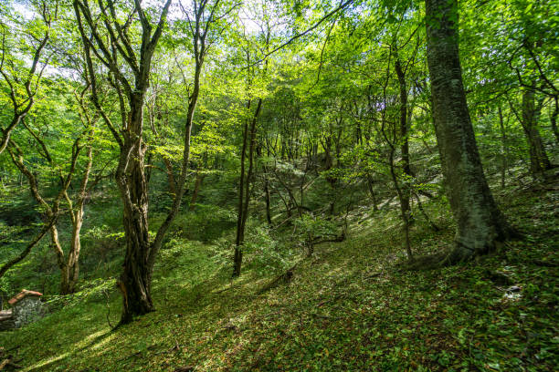 istock Rural forest on Gombori Pass 1342978909