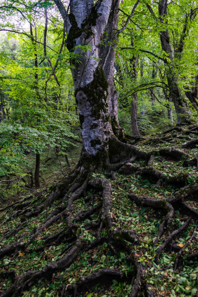istock Rural forest on Gombori Pass 1342978955