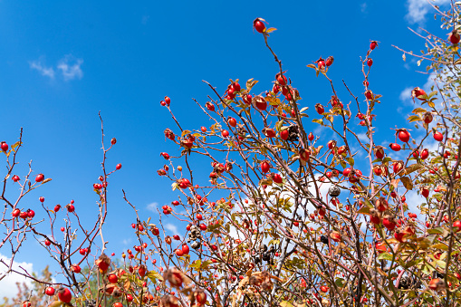 Kuşburnu meyvesinin ağaç dalında görüntüsü güneşli bir günde full frame makine ile fotoğraflanmıştır
