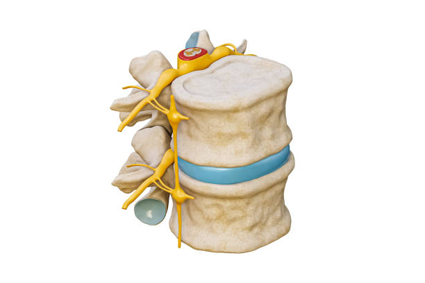 human lumbar vertebrae with spinal cord and nerve isolated on white background 3d rendering illustration. blank anatomical chart. anatomy, medical and healthcare, science, medicine concepts. - coluna vertebral parte do corpo imagens e fotografias de stock