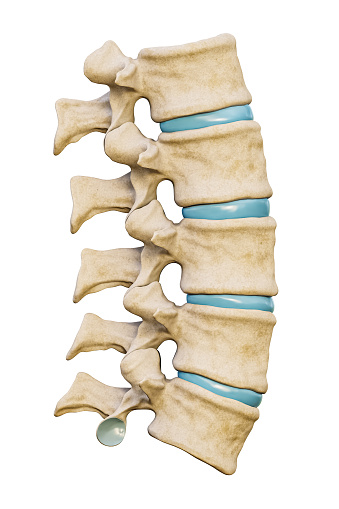 Normal five human lumbar vertebrae with discs isolated on white background 3D rendering illustration. Blank anatomical chart. Medical and healthcare, science, anatomy, medicine, backbone concepts.