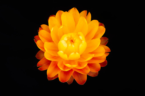 Bright orange strawflower with natural, soft, diffuse lighting, on black background