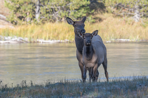 Elk herd in Rocky Mountain National Park in autumn