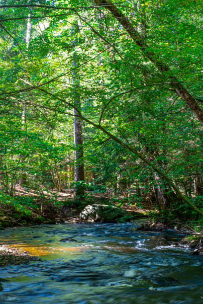 istock river flowing through the forest of otter river 1342985656