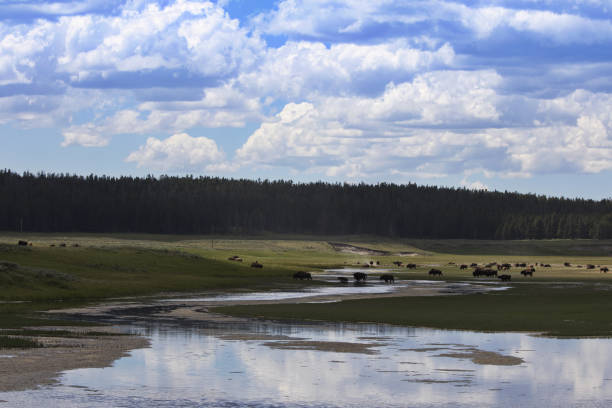 istock Bison, river, forest, and grasslands in Yellowstone harmony 1342985867