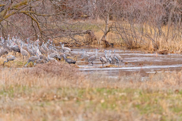 A Group of Sandhill Cranes in a Hidden Creek A Group of Sandhill Cranes in a Hidden Creek near the Platte River near Kearney, Nebraska kearney nebraska stock pictures, royalty-free photos & images