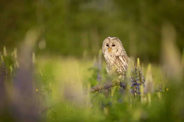 Photo of Ural owl siting on broken branch inside flowering meadow in summer morning (Strix uralensis)