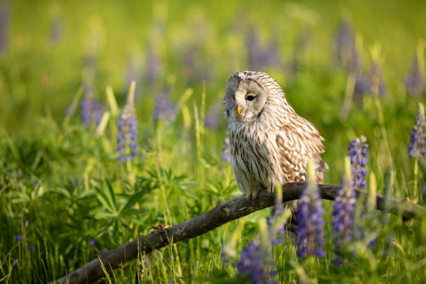Ural owl (Strix uralensis) siting on broken branch inside flowering meadow in summer day