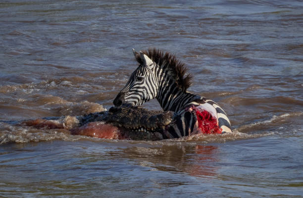 Crocodile Hunting Zebra During the Great Migration in Africa stock photo