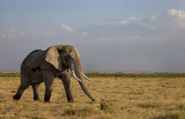 istock An Elephant in Africa 1342991506
