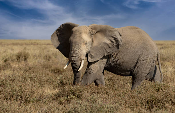 istock An Elephant in Africa 1342991538