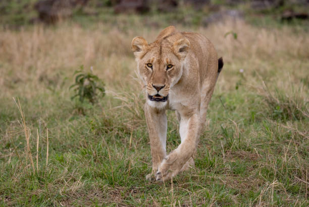 istock A Lioness in the Maasai Mara 1342991573