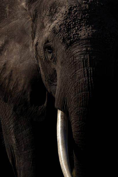 istock An Elephant in Africa 1342991574