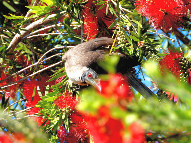 istock Barmah, Victoria, Australia 1342991622