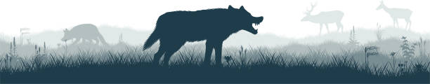 illustrations, cliparts, dessins animés et icônes de panorama sans faille de la prarie avec loup gris, cerfs et renard - us glacier national park
