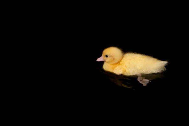 istock Cute yellow duckling swimming 1342999212