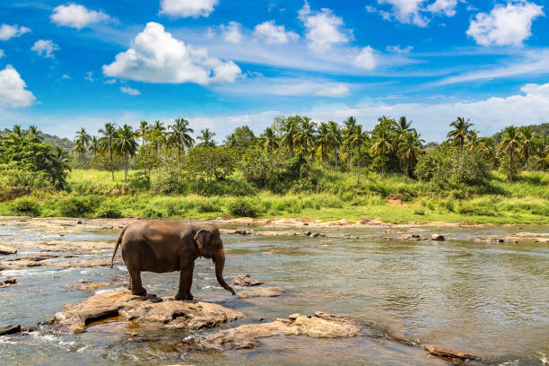 istock Elephant in Sri Lanka 1342999412
