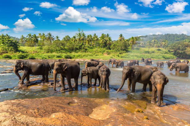 istock Herd of elephants in Sri Lanka 1342999421