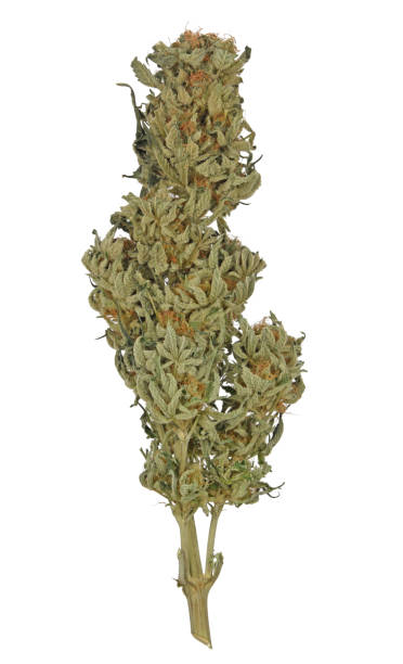 Harvested Cannabis Branch stock photo