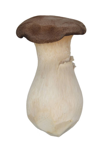 King Oyster Mushroom stock photo