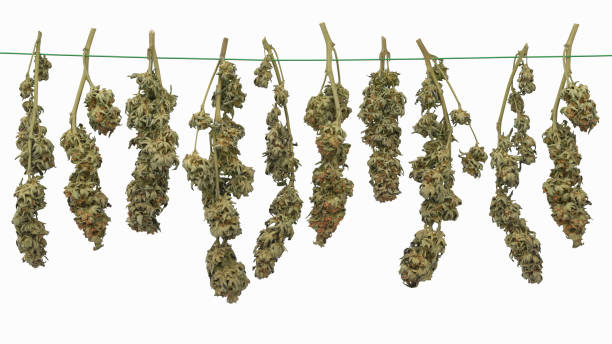 Cannabis Branches Hanging On Line stock photo