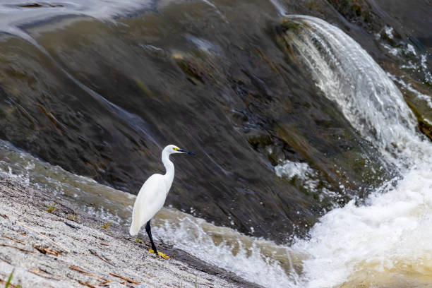 istock A little egret nestled on the riverbank 1343022382