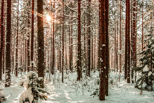 istock Winter forest. A snow-covered tree in the forest. 1343025686