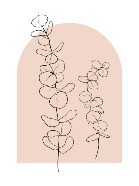 ilustrações de stock, clip art, desenhos animados e ícones de 2021-259-vector-flower-06-leaves-two-eucalyptus-outline-black-background-window-pink-3500x4667px - 3500