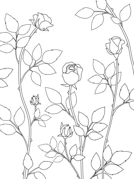 ilustrações de stock, clip art, desenhos animados e ícones de 2021-259-vector-nature-02-rose-outline-black-background-white-3500x4667px - 3500