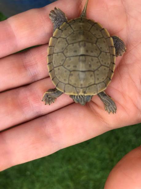 istock Above view of a baby turtle. 1343030831