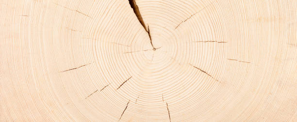 istock light stump texture, fresh saw cut wood background 1343030961
