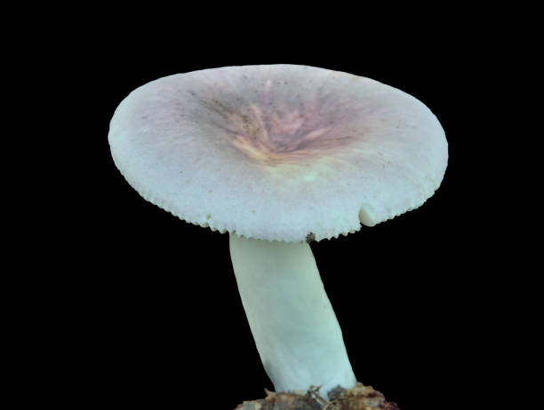 istock Edible mushroom russula (Russula fragilis) 1343031087