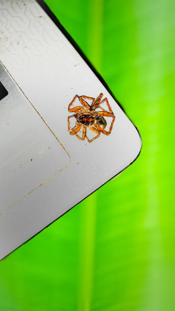 istock Beautiful Spider On Board and Green Leaf 1343033474