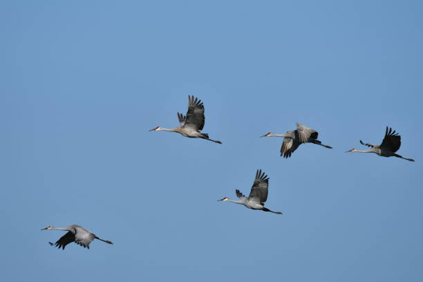 istock Flock of Sandhill cranes in flight 1343035741