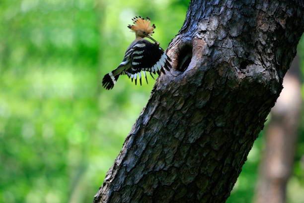 l'amore del cucciolo di upupa animale selvatico appollaiato su un vecchio albero - hoopoe bird feeding young animal foto e immagini stock