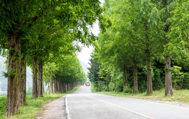 istock Metasequoia tree-lined forest path with beautiful fresh green 1343052915