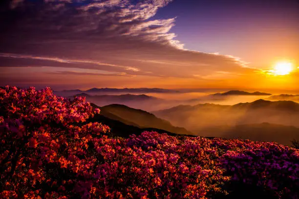 Azalea flowers and sunrise from the top of Wolchulsan National Park in Yeongam, Jeollanam-do