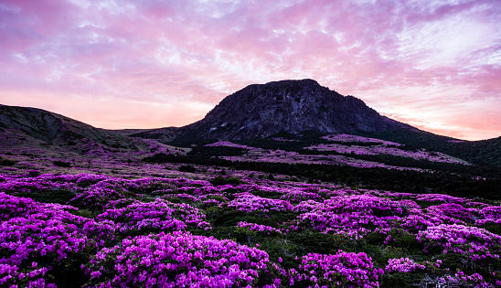 A morning at Hallasan Mountain in Jeju Island in full bloom with azaleas