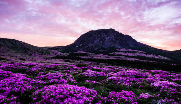 A morning at Hallasan Mountain in Jeju Island in full bloom with azaleas stock photo
