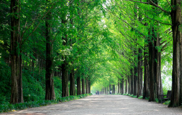 Metasequoia tree-lined forest path with beautiful fresh green stock photo