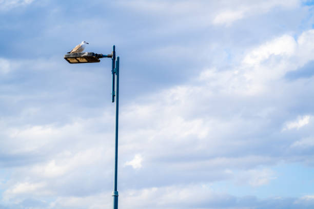 streetlight with seagull and cloud background