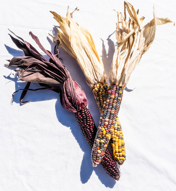 mais indiano su sfondo bianco - autumn corn indian corn decoration foto e immagini stock