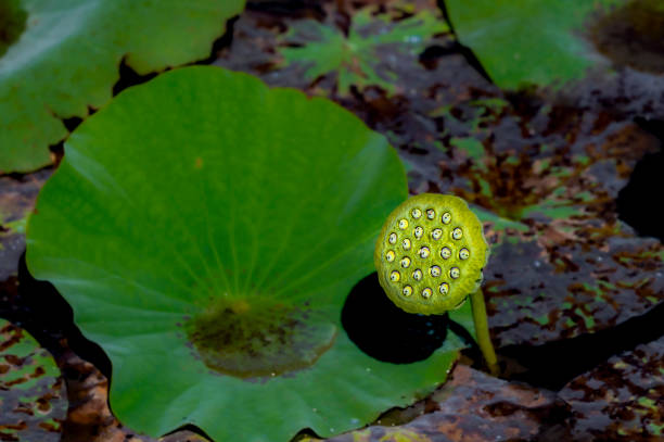 istock Autumn lotus and fruit 1343067374